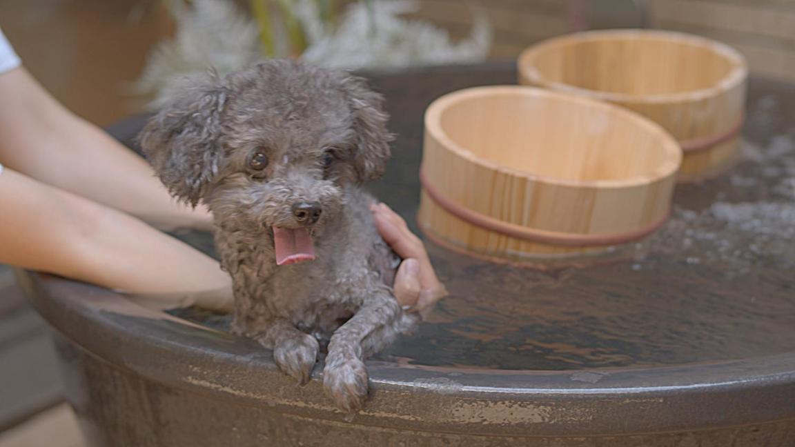 Aoi Sauna Spa & Dog Villa Hakodate Exterior photo